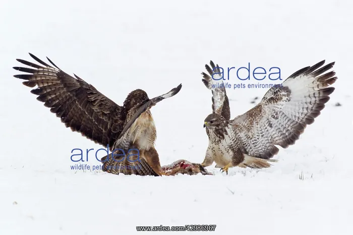 : Common Buzzard : Common Buzzard