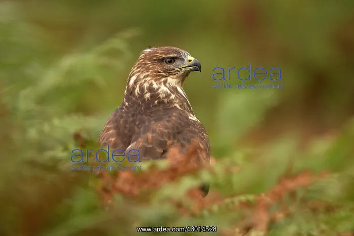  : Common Buzzard