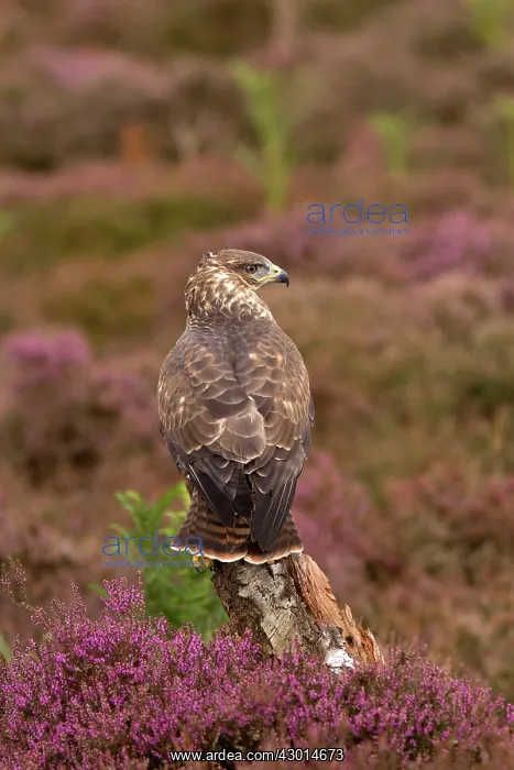  : Common Buzzard