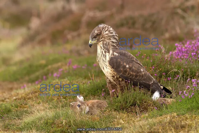 : Common Buzzard : Common Buzzard