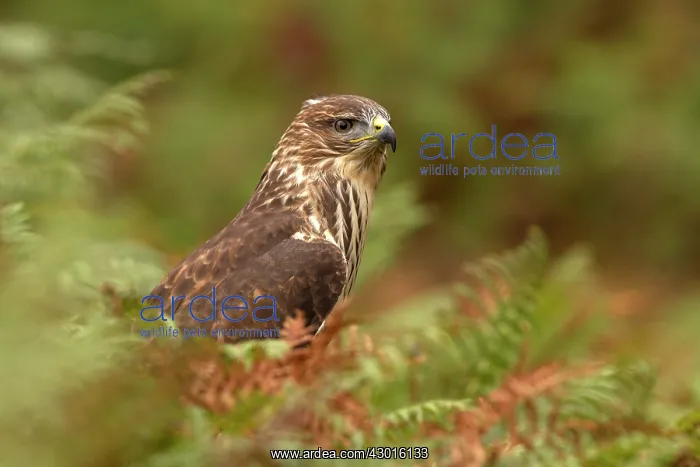  : Common Buzzard