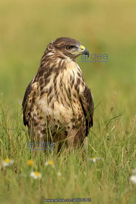  : Common Buzzard