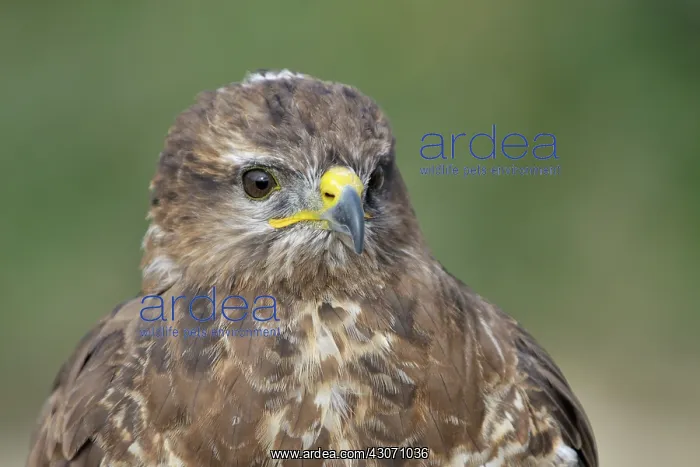 : Common Buzzard : Common Buzzard