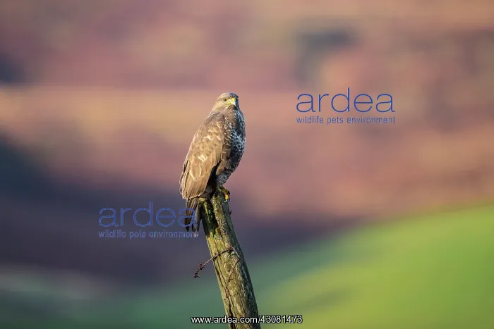  : Common Buzzard