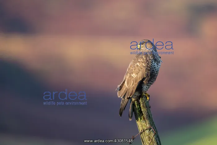 : Common Buzzard : Common Buzzard