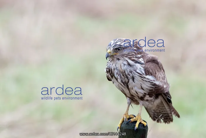 : Common Buzzard : Common Buzzard