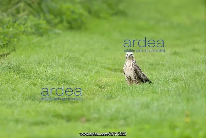: Common Buzzard : Common Buzzard