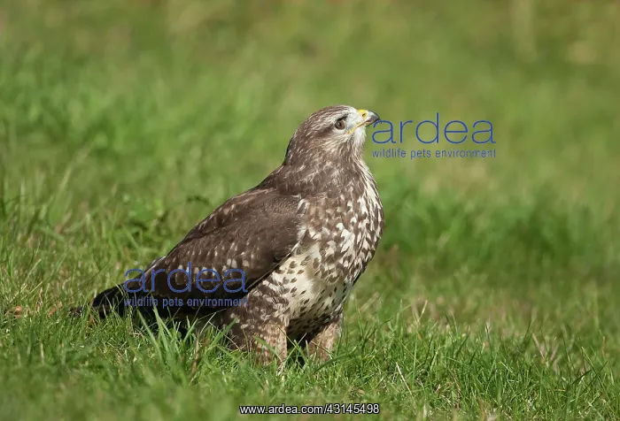 : Common Buzzard : Common Buzzard