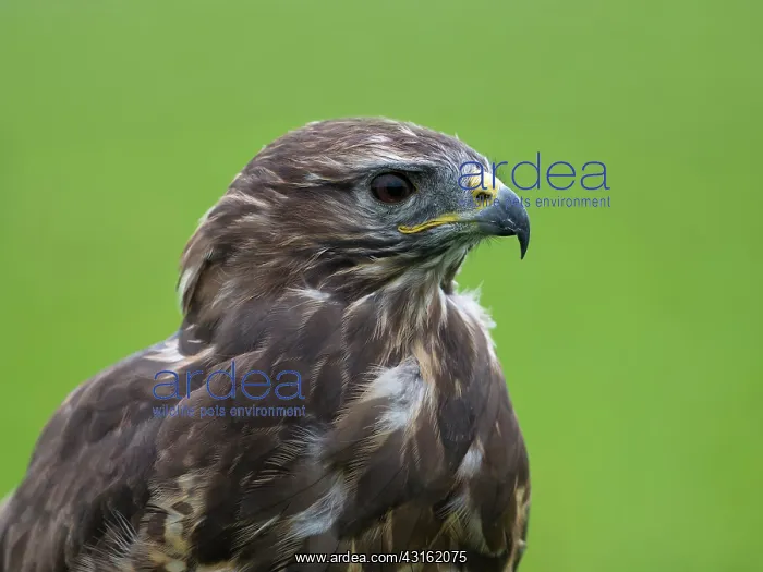 : Common Buzzard : Common Buzzard