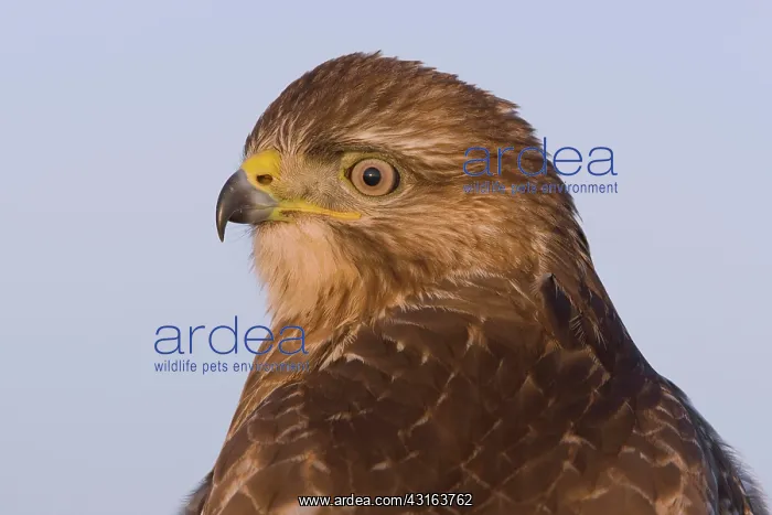  : Common Buzzard