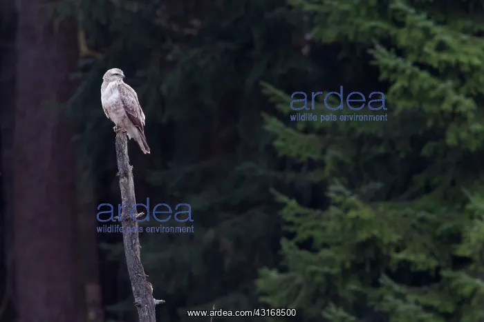 : Common Buzzard : Common Buzzard