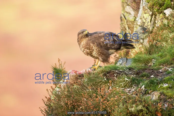 : Common Buzzard : Common Buzzard