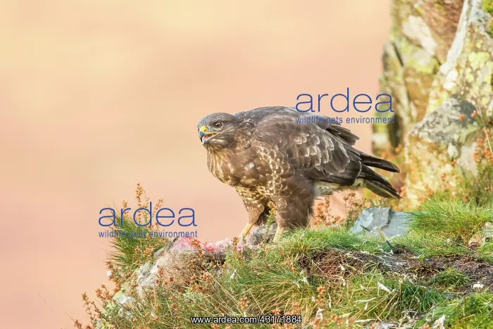 : Common Buzzard : Common Buzzard