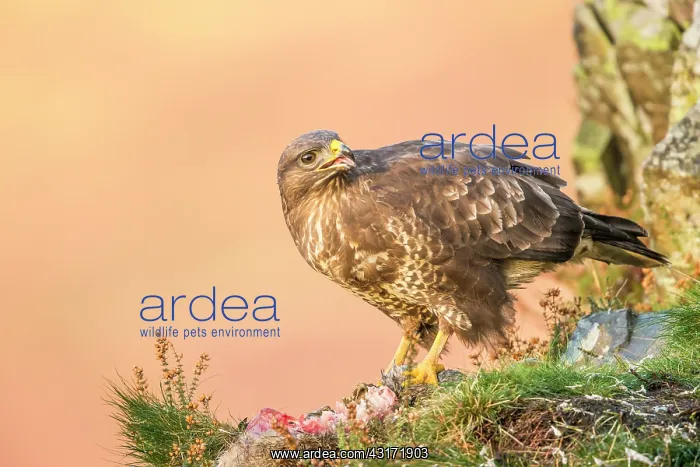 : Common Buzzard : Common Buzzard
