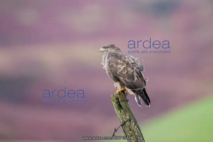 : Common Buzzard : Common Buzzard