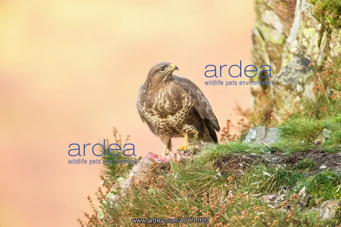 : Common Buzzard : Common Buzzard