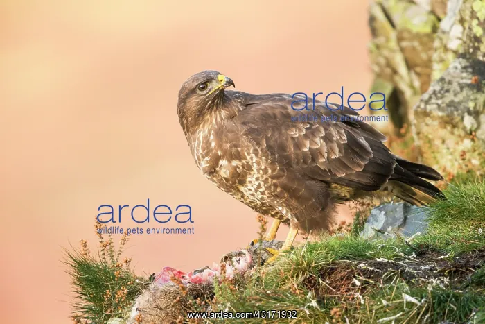 : Common Buzzard : Common Buzzard