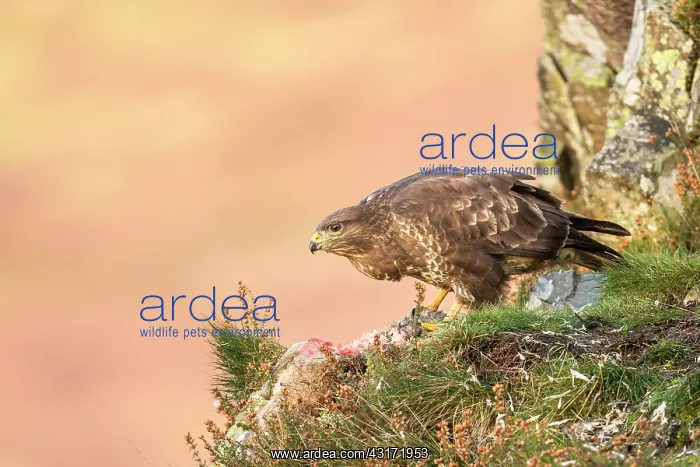 : Common Buzzard : Common Buzzard