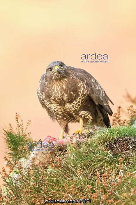: Common Buzzard : Common Buzzard