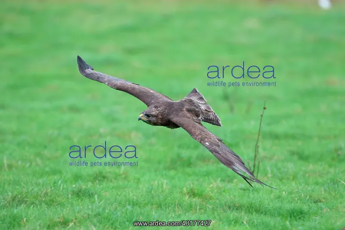: Common Buzzard : Common Buzzard