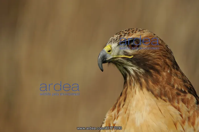 : Common Buzzard : Common Buzzard