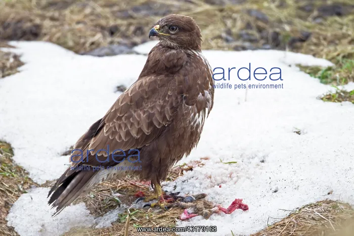 : Common Buzzard : Common Buzzard