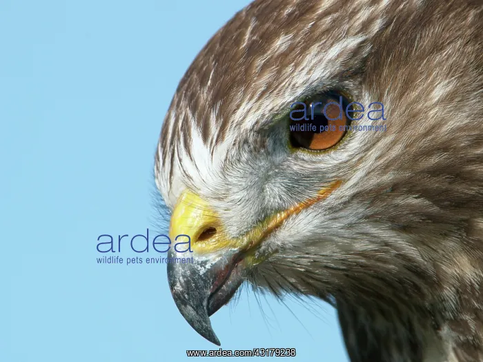 : Common Buzzard : Common Buzzard