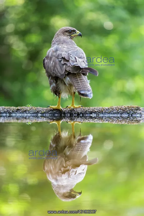 : Common Buzzard : Common Buzzard