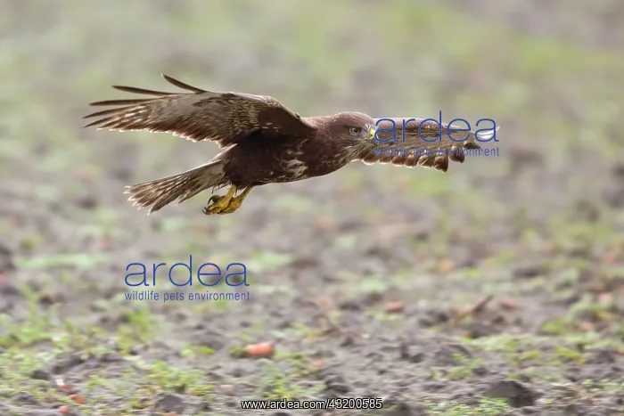 : Common Buzzard : Common Buzzard