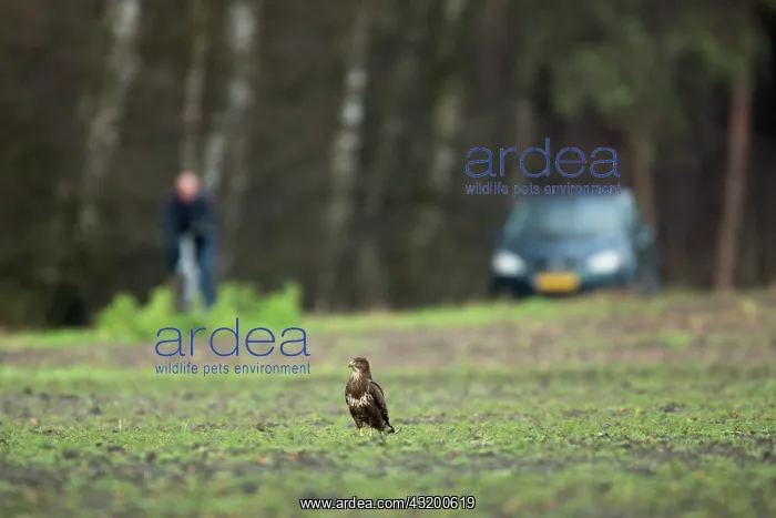 : Common Buzzard : Common Buzzard