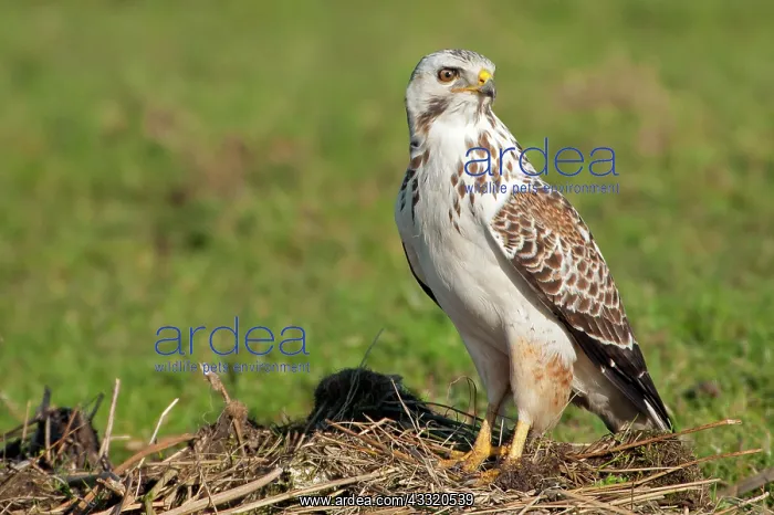 : Common Buzzard : Common Buzzard