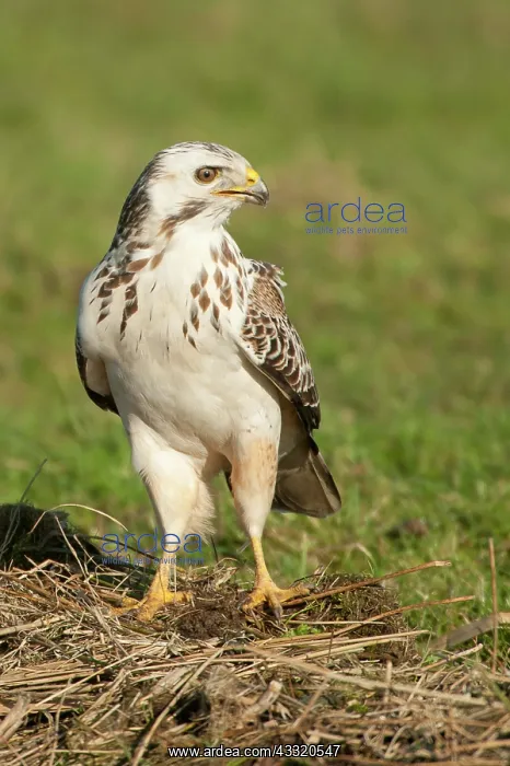 : Common Buzzard : Common Buzzard