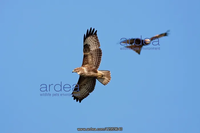 : Common Buzzard - adult in flight soaring with red : Common Buzzard - adult in flight soaring with red