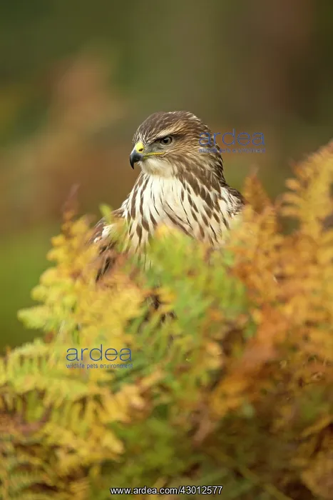  : Common Buzzard amongst autumn coloured bracken Suffolk, UK