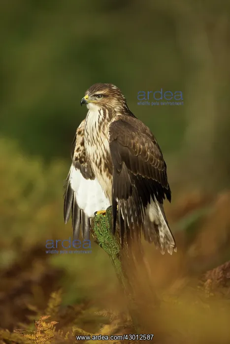 : Common Buzzard amongst autumn coloured bracken Suffolk, UK : Common Buzzard amongst autumn coloured bracken Suffolk, UK