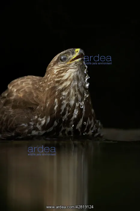 : Common Buzzard - Bathing in forest pool : Common Buzzard - Bathing in forest pool