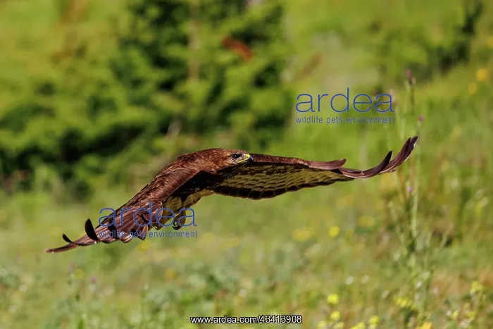 : Common Buzzard (Buteo buteo) : Common Buzzard (Buteo buteo)