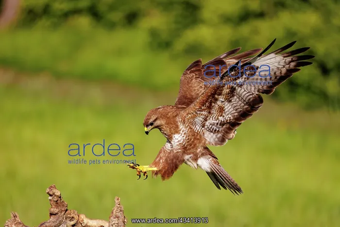: Common Buzzard (Buteo buteo) : Common Buzzard (Buteo buteo)