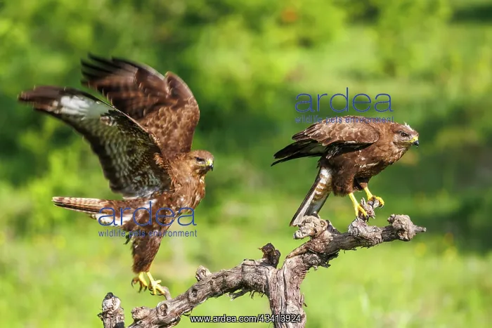 : Common Buzzard (Buteo buteo) : Common Buzzard (Buteo buteo)