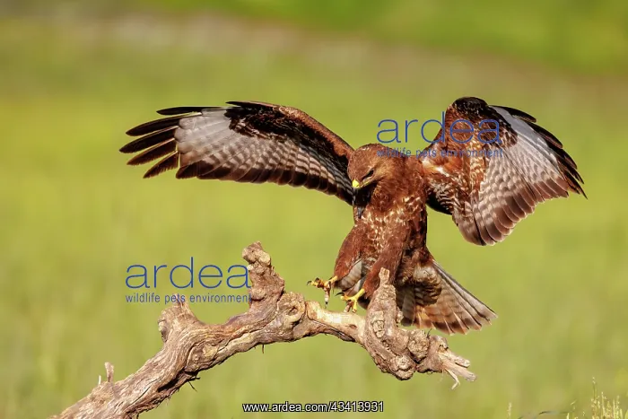 : Common Buzzard (Buteo buteo) : Common Buzzard (Buteo buteo)