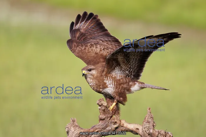: Common Buzzard (Buteo buteo) : Common Buzzard (Buteo buteo)