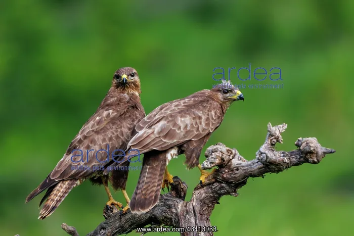 : Common Buzzard (Buteo buteo) : Common Buzzard (Buteo buteo)