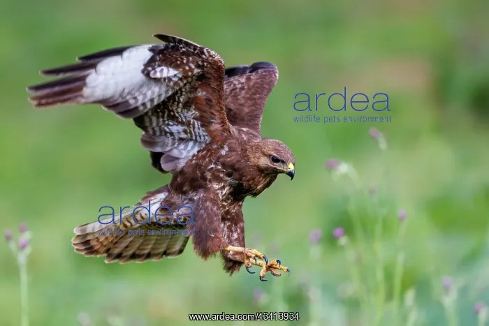 : Common Buzzard (Buteo buteo) : Common Buzzard (Buteo buteo)
