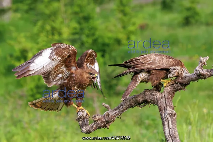 : Common Buzzard (Buteo buteo) : Common Buzzard (Buteo buteo)