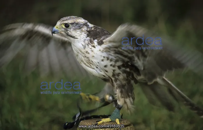: Common buzzard (Buteo buteo) : Common buzzard (Buteo buteo)