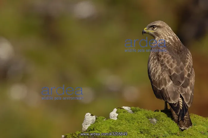 : Common Buzzard (Buteo buteo), adult, perched on : Common Buzzard (Buteo buteo), adult, perched on