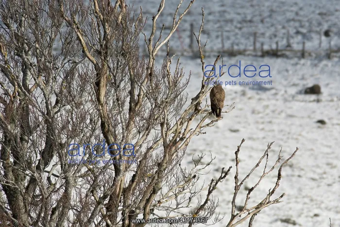 : Common Buzzard (Buteo buteo) on a branch in winter : Common Buzzard (Buteo buteo) on a branch in winter
