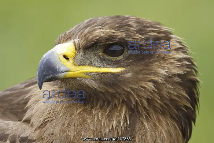 : Common Buzzard (Buteo buteo), Castile, Spain : Common Buzzard (Buteo buteo), Castile, Spain