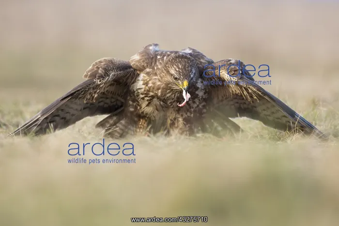 : Common Buzzard (Buteo buteo) feeding while cove : Common Buzzard (Buteo buteo) feeding while cove