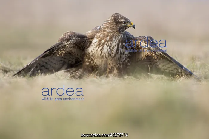  : Common Buzzard (Buteo buteo) feeding while cove
